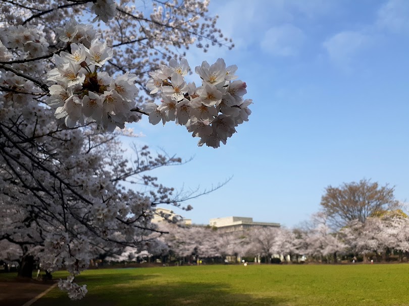 sakura