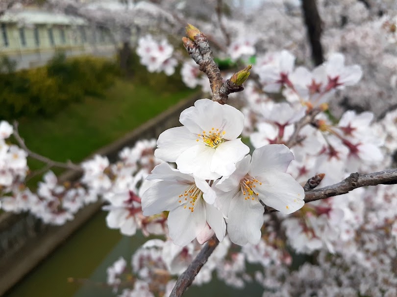 sakura