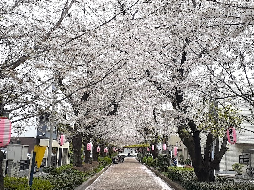 sakura