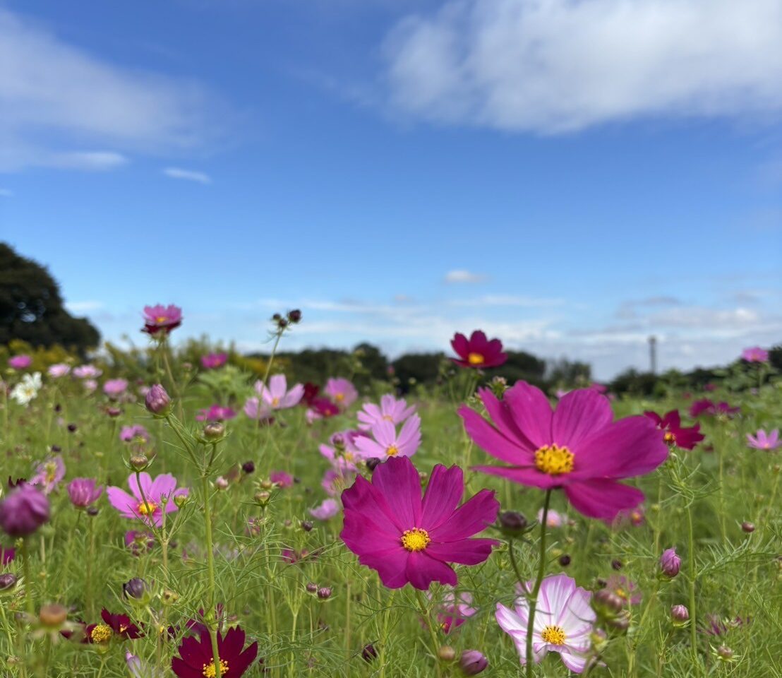 コスモス土屋の直売所