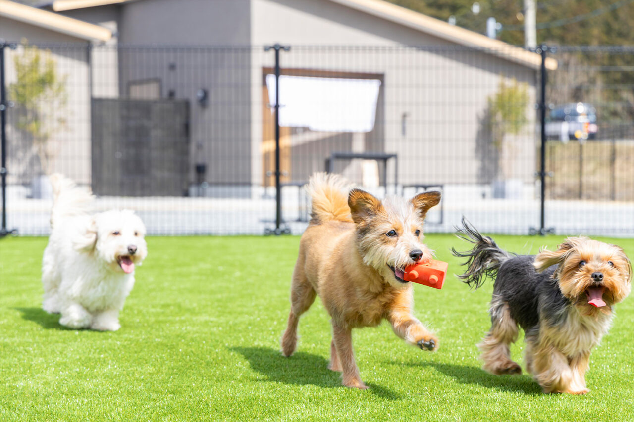 DOGRESORT湖都大津オープン