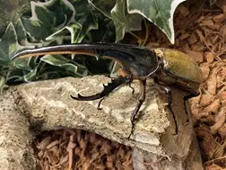 かぶと虫の家