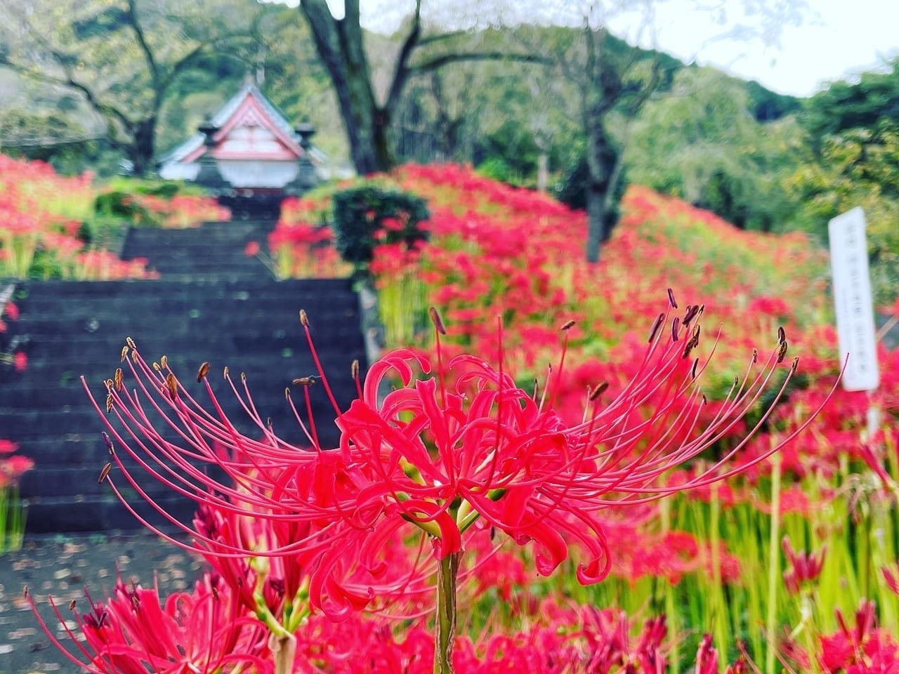富士宮市 興徳寺の彼岸花が見頃を迎えました 号外net 富士市 富士宮市