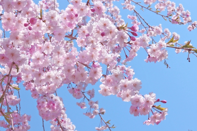桜