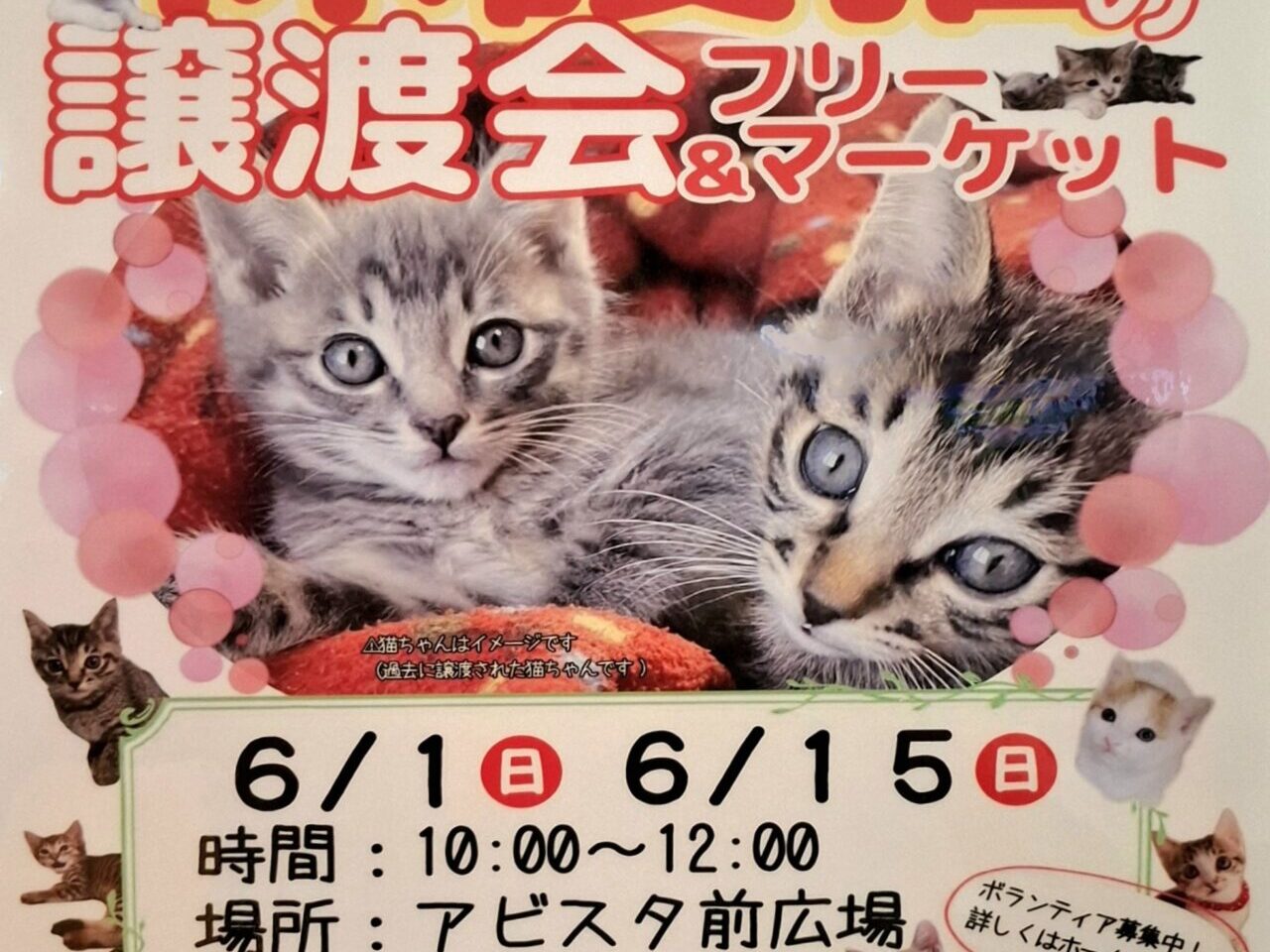 保護猫の譲渡会＆フリーマーケット