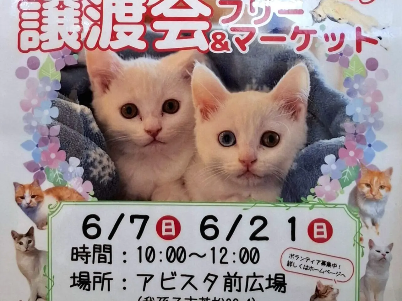 ねこ友会の｢保護猫の譲渡会とフリーマーケット｣