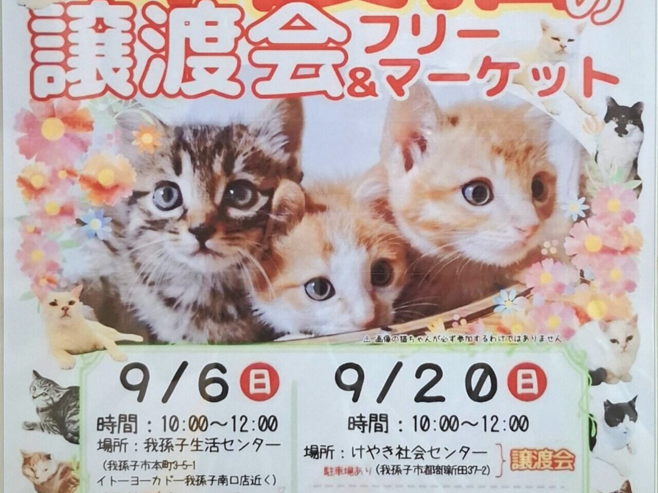 保護猫の譲渡会