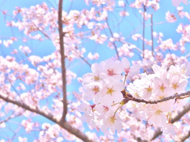 お花見情報
