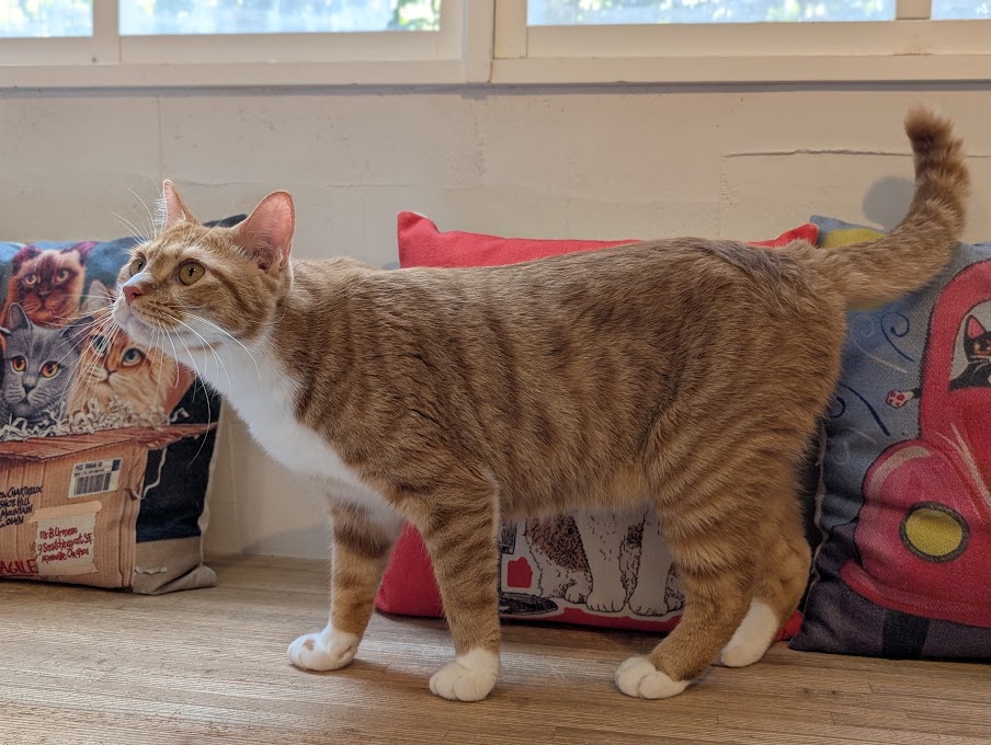 CAT'S INN TOKYO