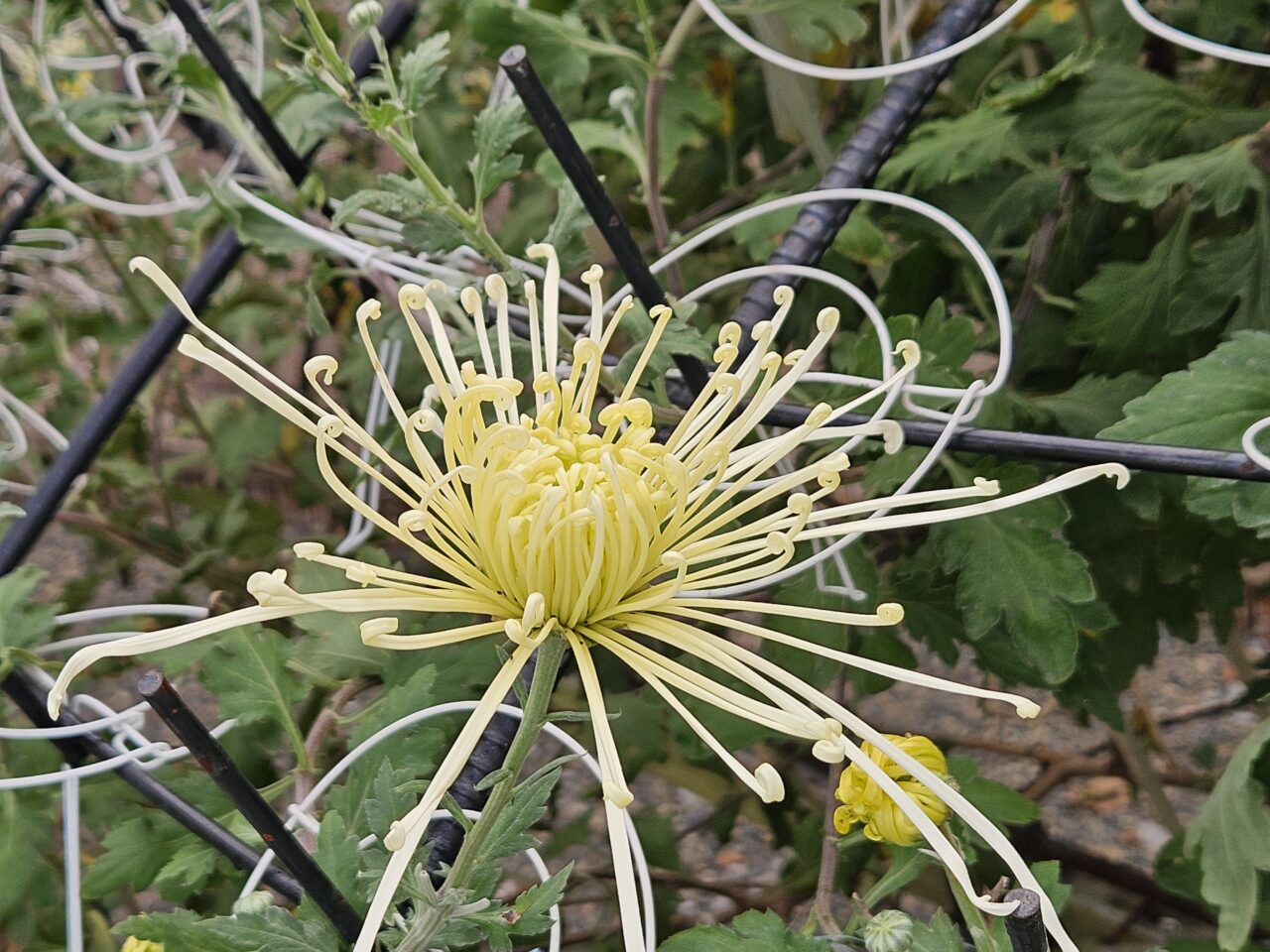 亀戸天神社の菊祭りの様子