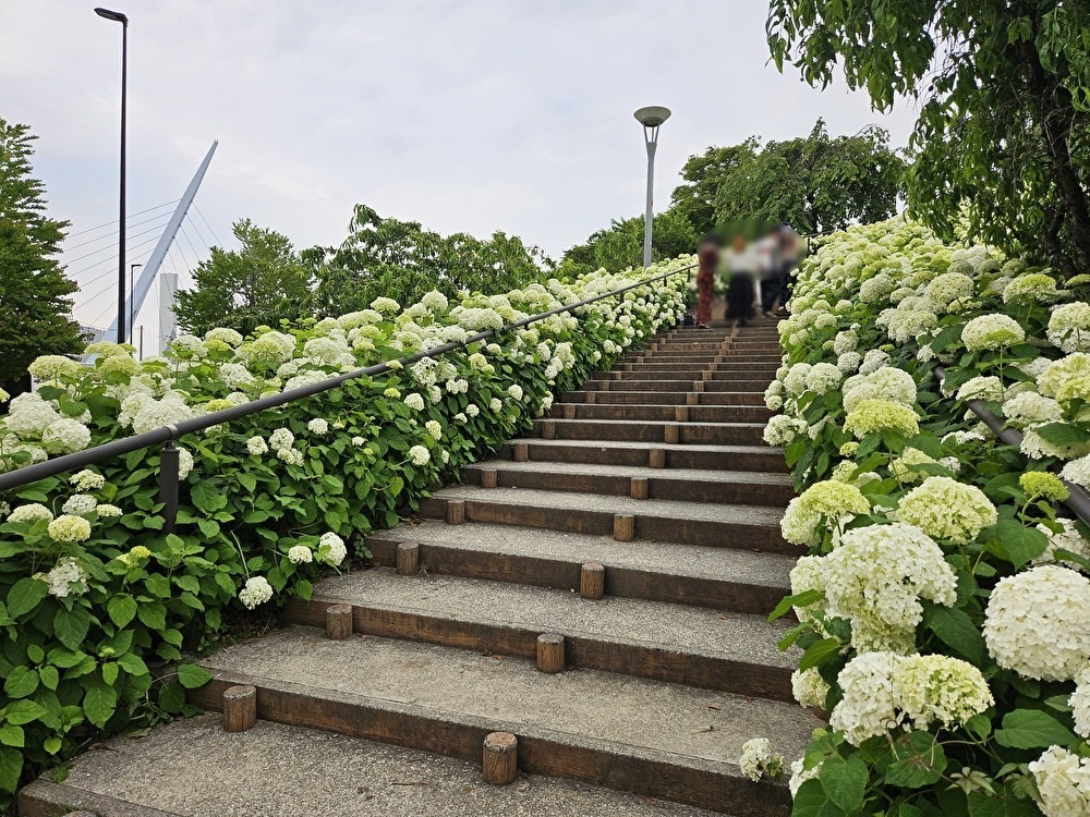 シンボルプロムナード公園、出会い橋周辺のあじさい