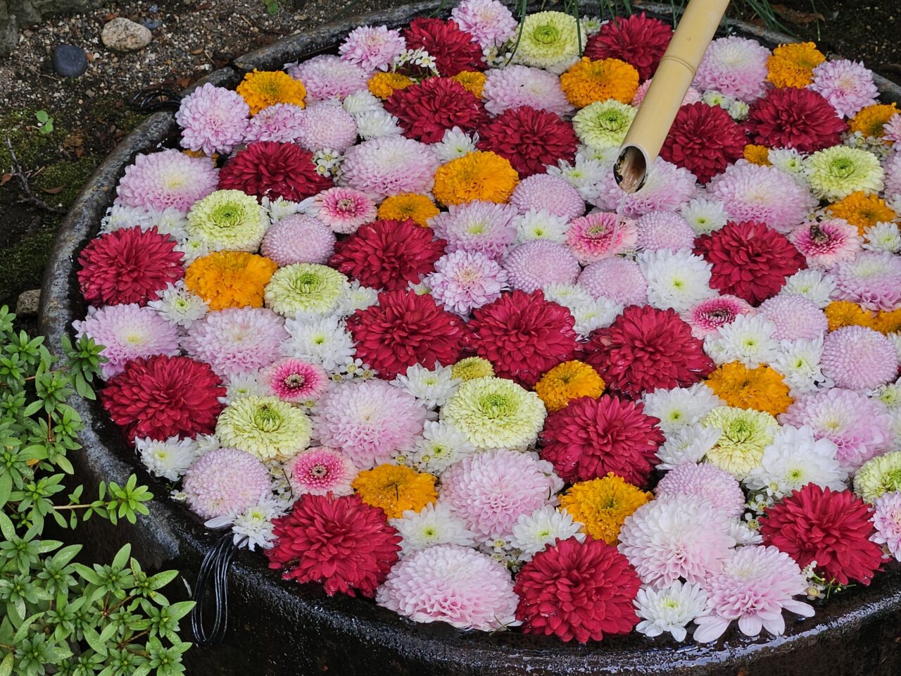 深川花手水2025 秋が開催中