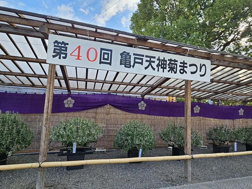 亀戸天神の菊まつり準備中