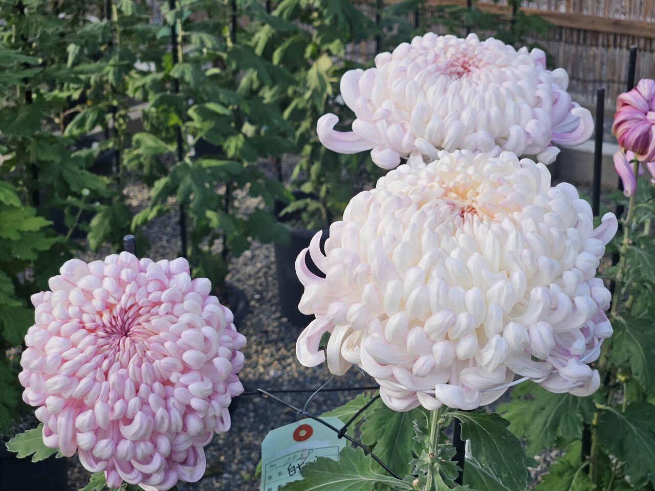 亀戸天神社の菊まつりの開花状況