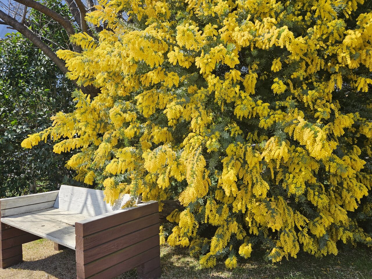 イーノの森Dog Gardenのミモザ