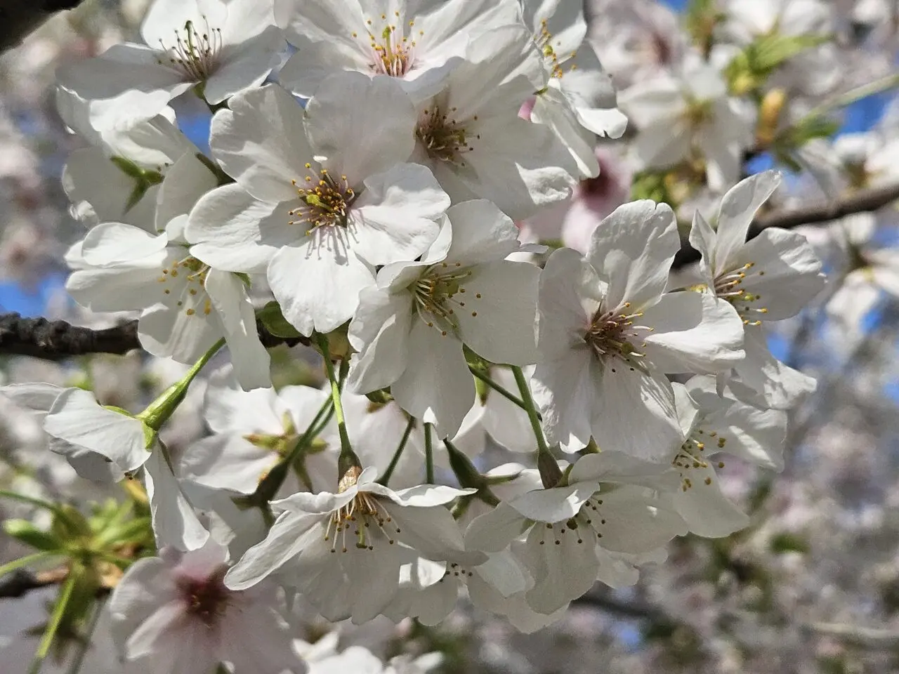 江東区の桜2026年度