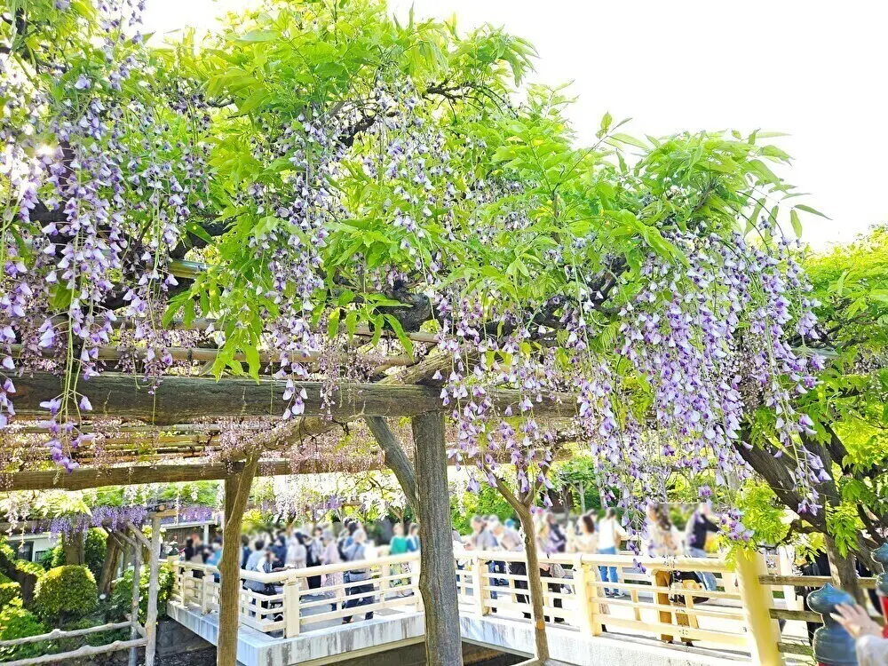 亀戸天神社の藤まつり2026