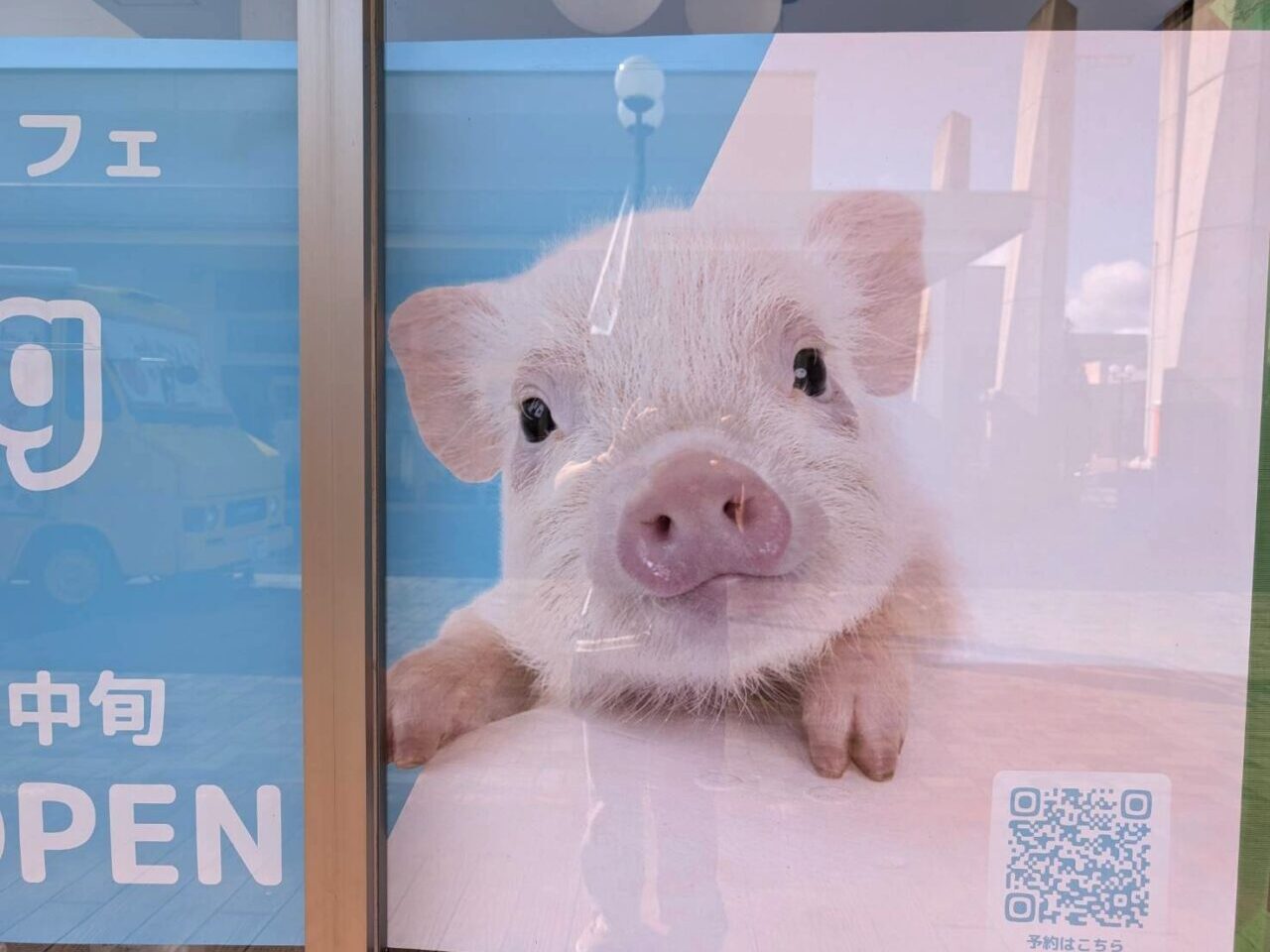 mipigcafe