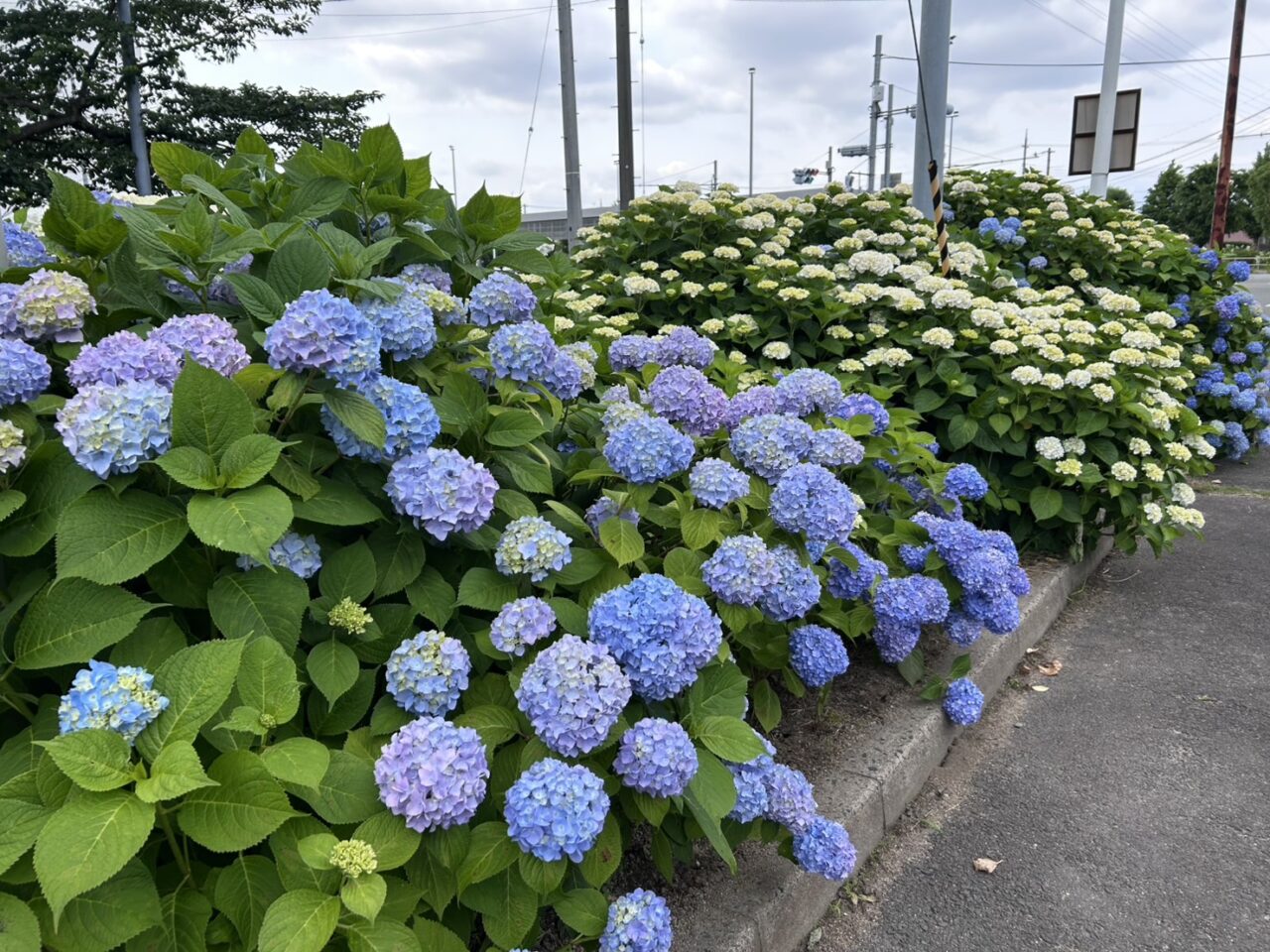 さすてな京都