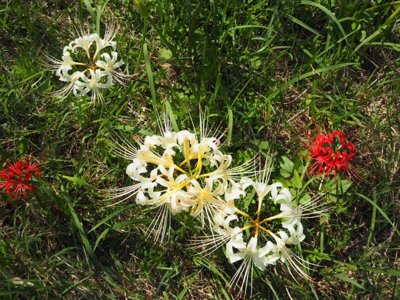 伏見北堀公園