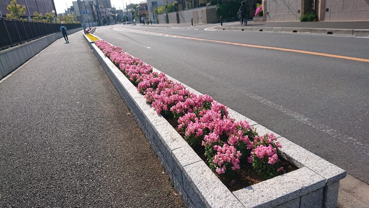 市川市 菅野公民館前の歩道にある花壇がきれいに咲いています ガーデニングボランティア募集中 号外net 市川市