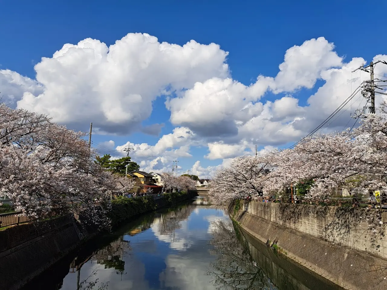 真間川の桜が見ごろを迎えています