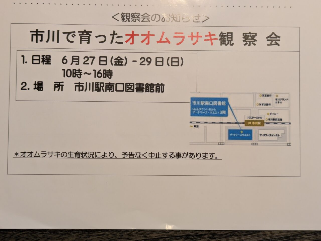 オオムラサキ観察会