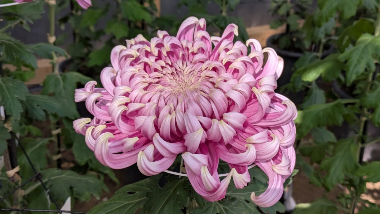 市川市菊花展の菊の花