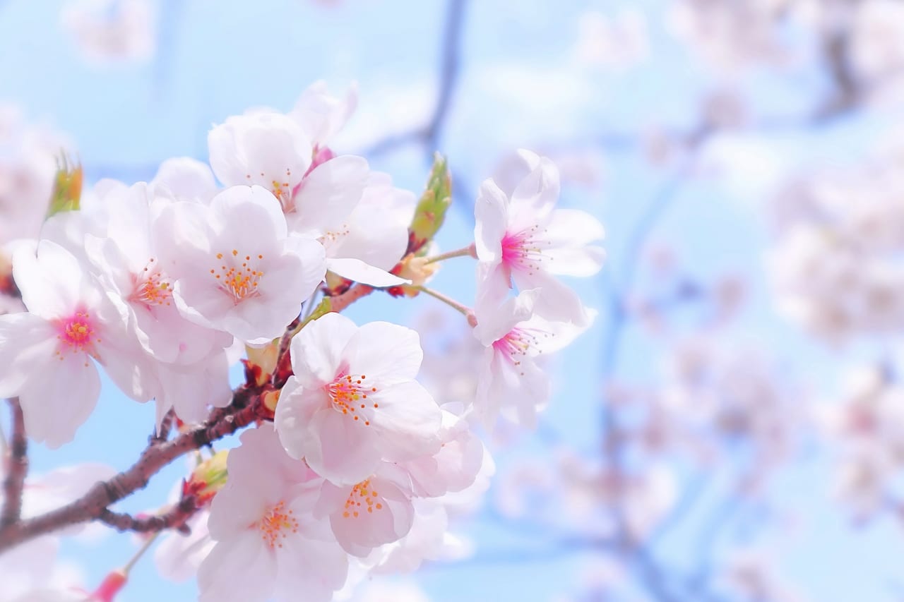 上越市】桜にちなんだおみやげが勢ぞろい！ 高田城址公園観桜会に 