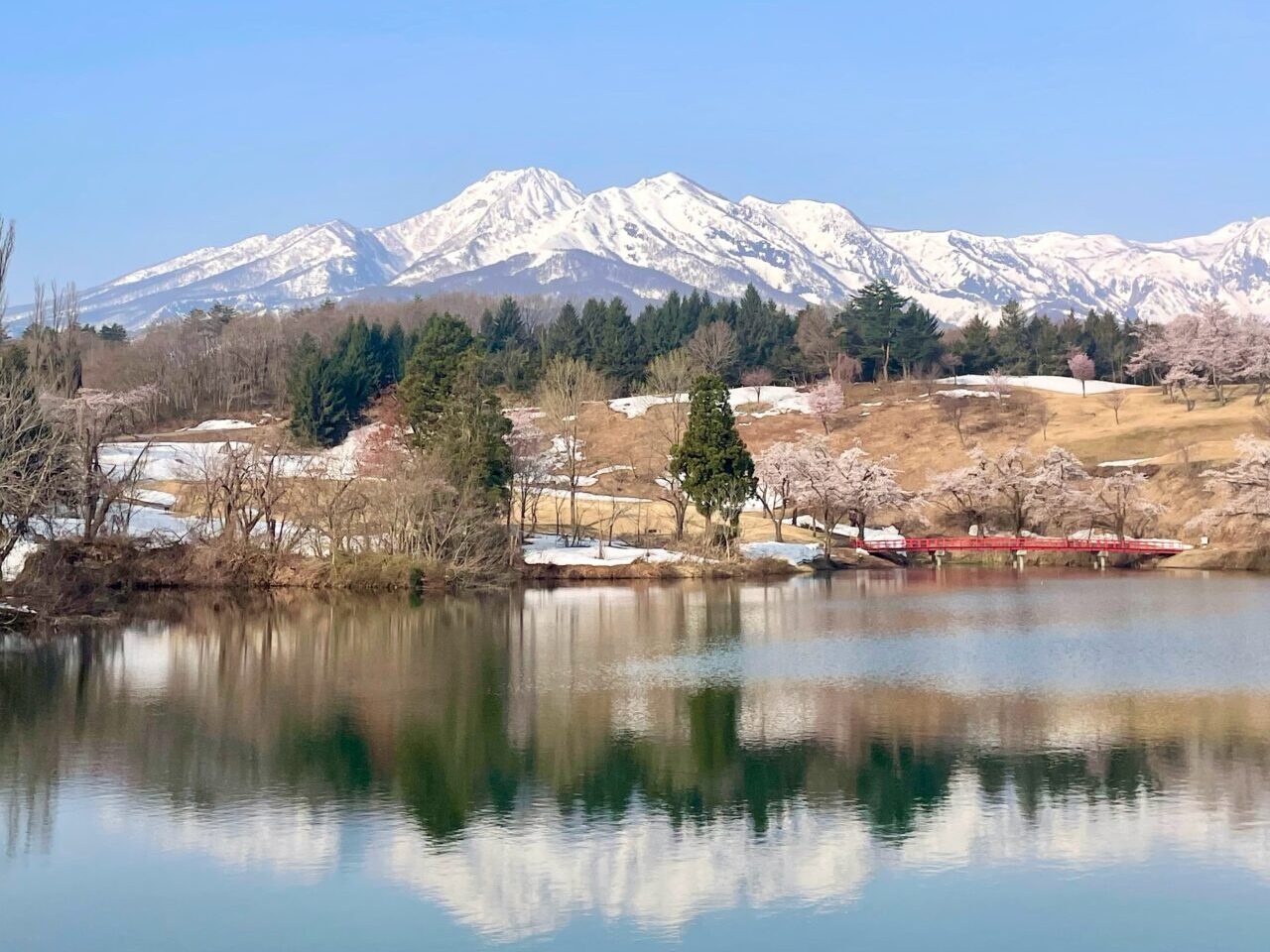 松ヶ峯池の桜