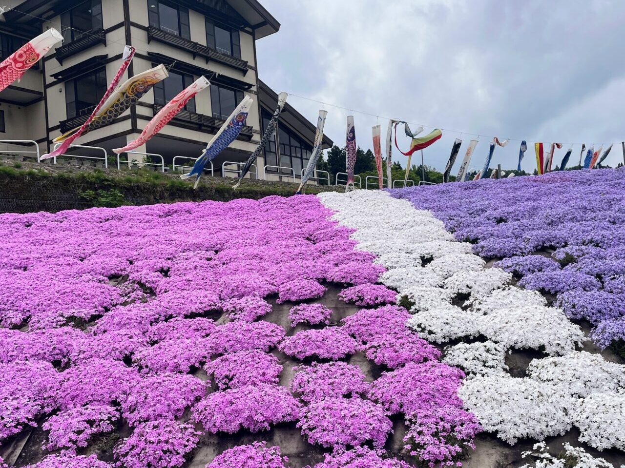 いたくら芝桜まつり