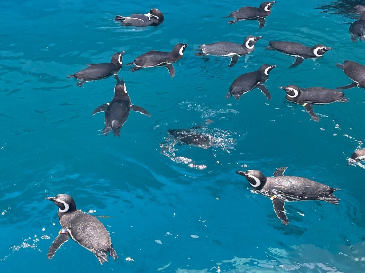 うみがたりのマゼランペンギン