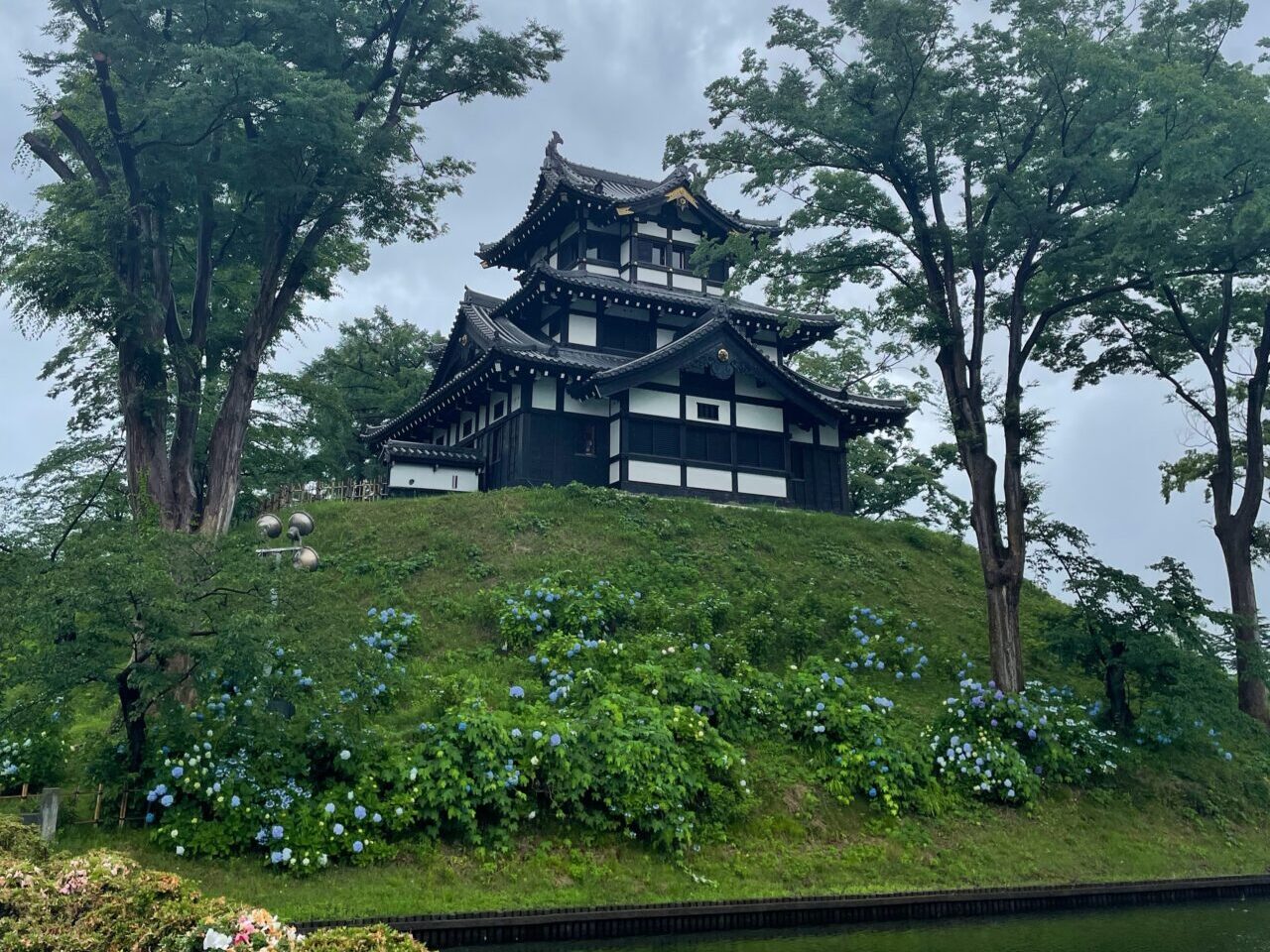 高田城址公園のアジサイ