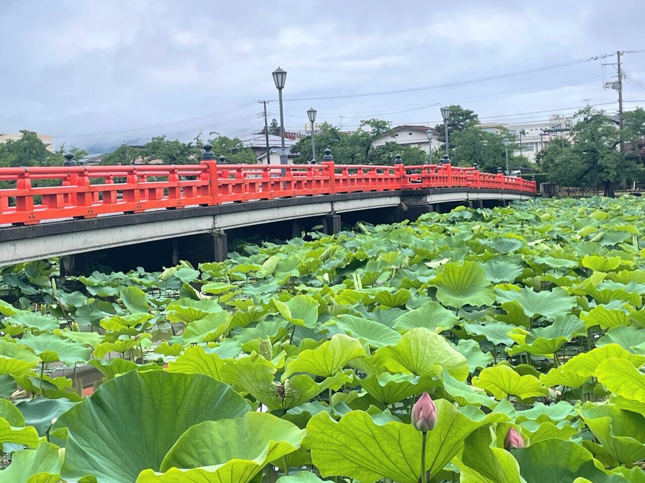 高田城址公園観蓮会