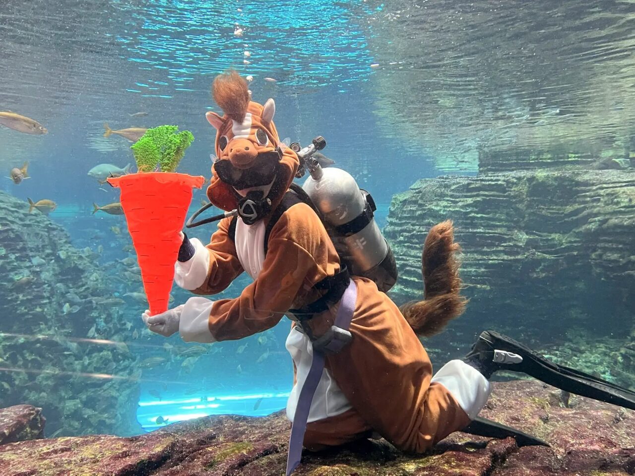 うみがたりのお正月 2026の干支ダイバー