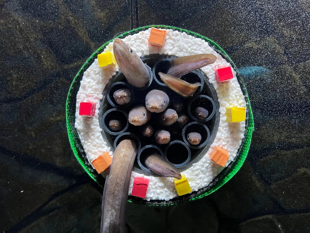 上越市立水族博物館うみがたり「アナゴの恵方巻水槽」