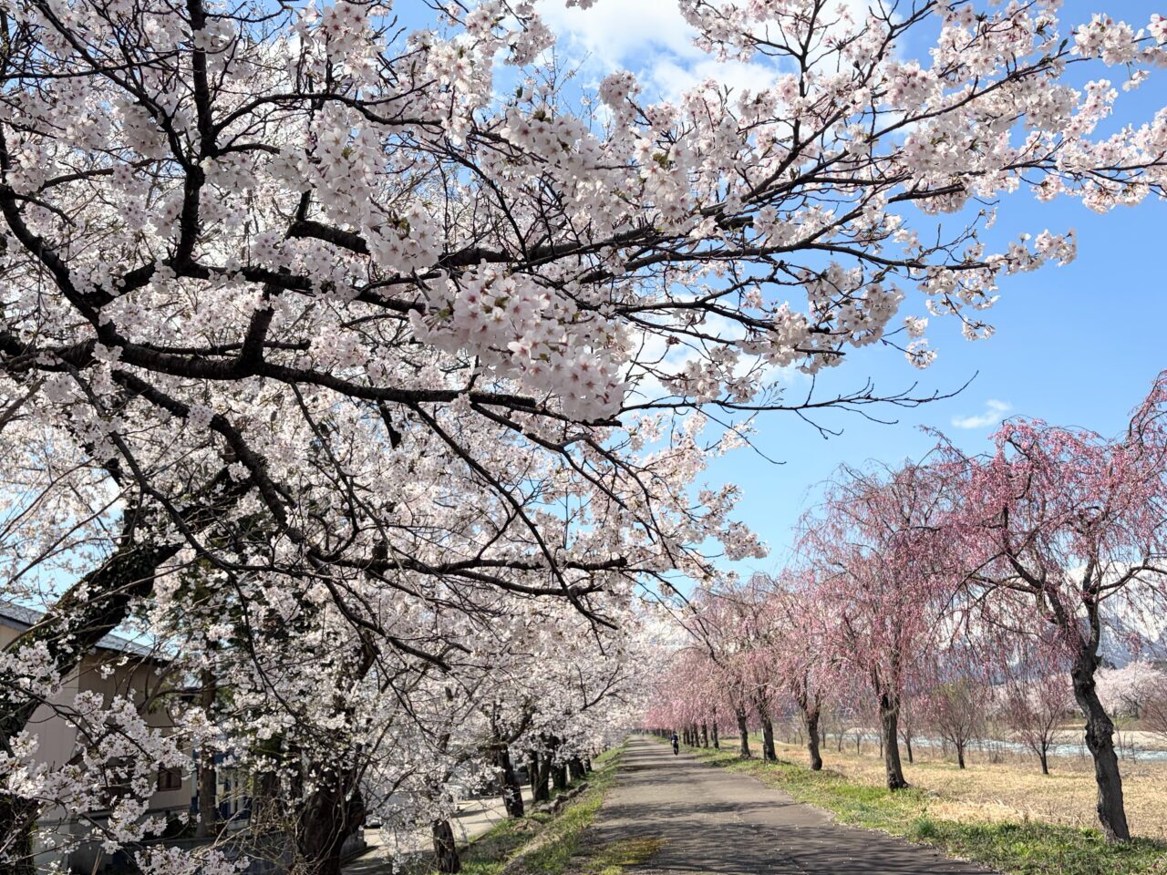 はねうま大橋周辺の桜