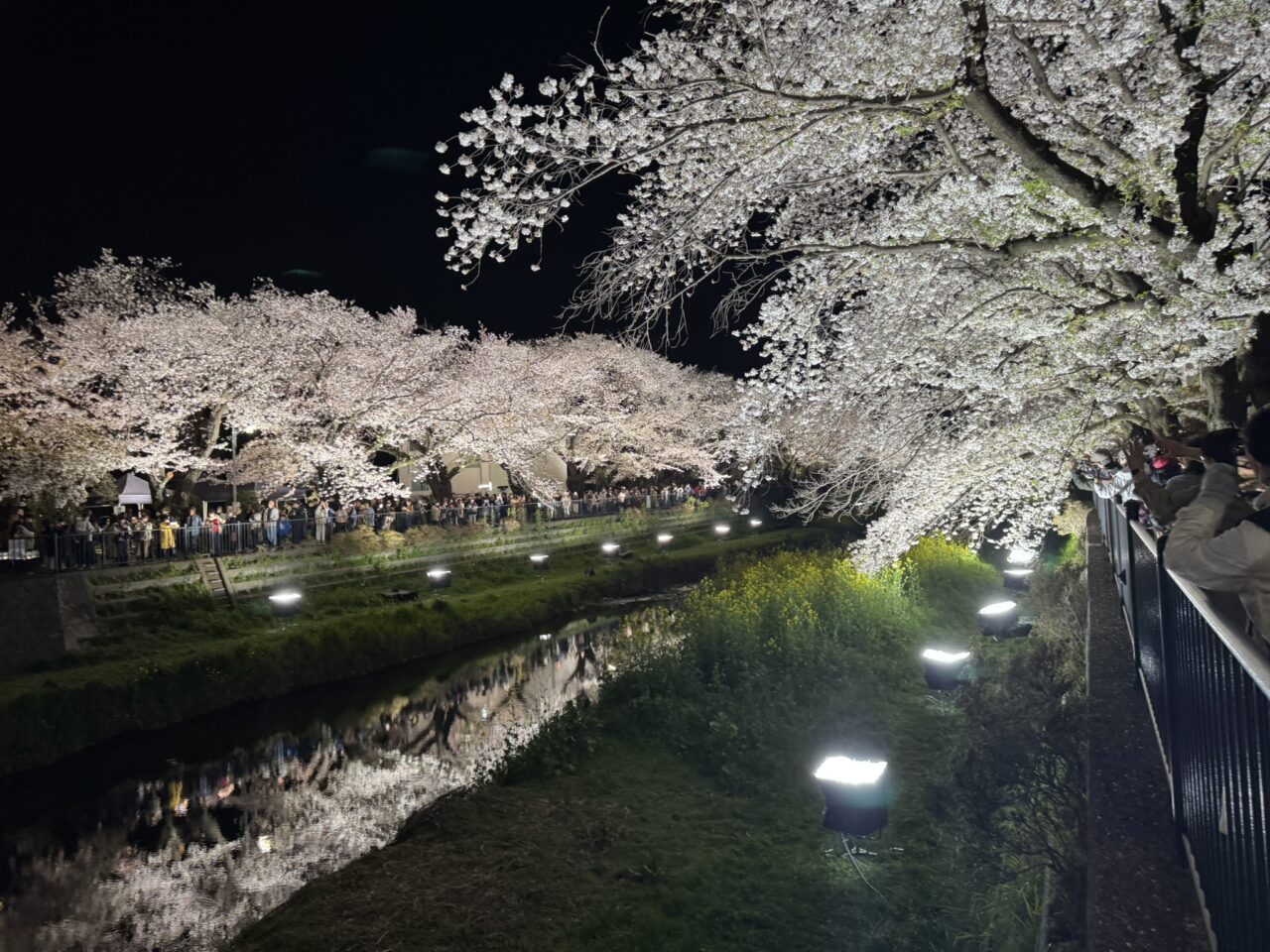 野川の桜がライトアップされました。