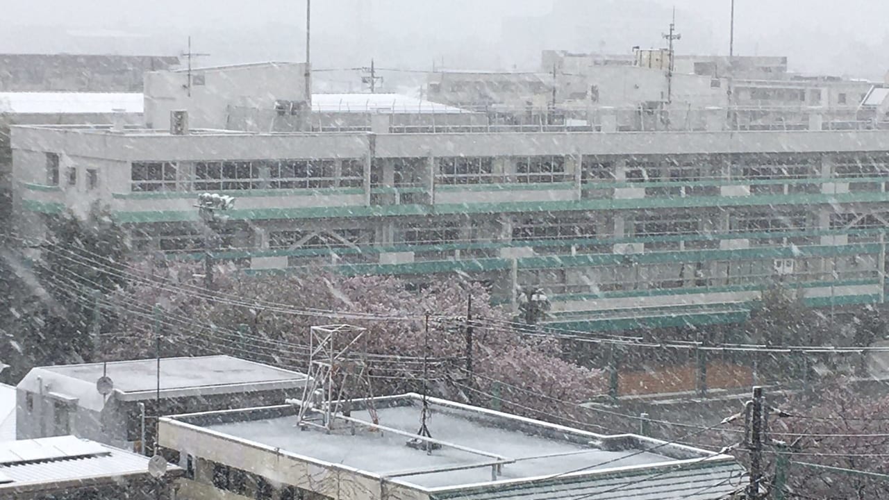 大雪警報！！桜と雪のコラボは綺麗ですが・・JR中央線など電車の遅延も注意してください。