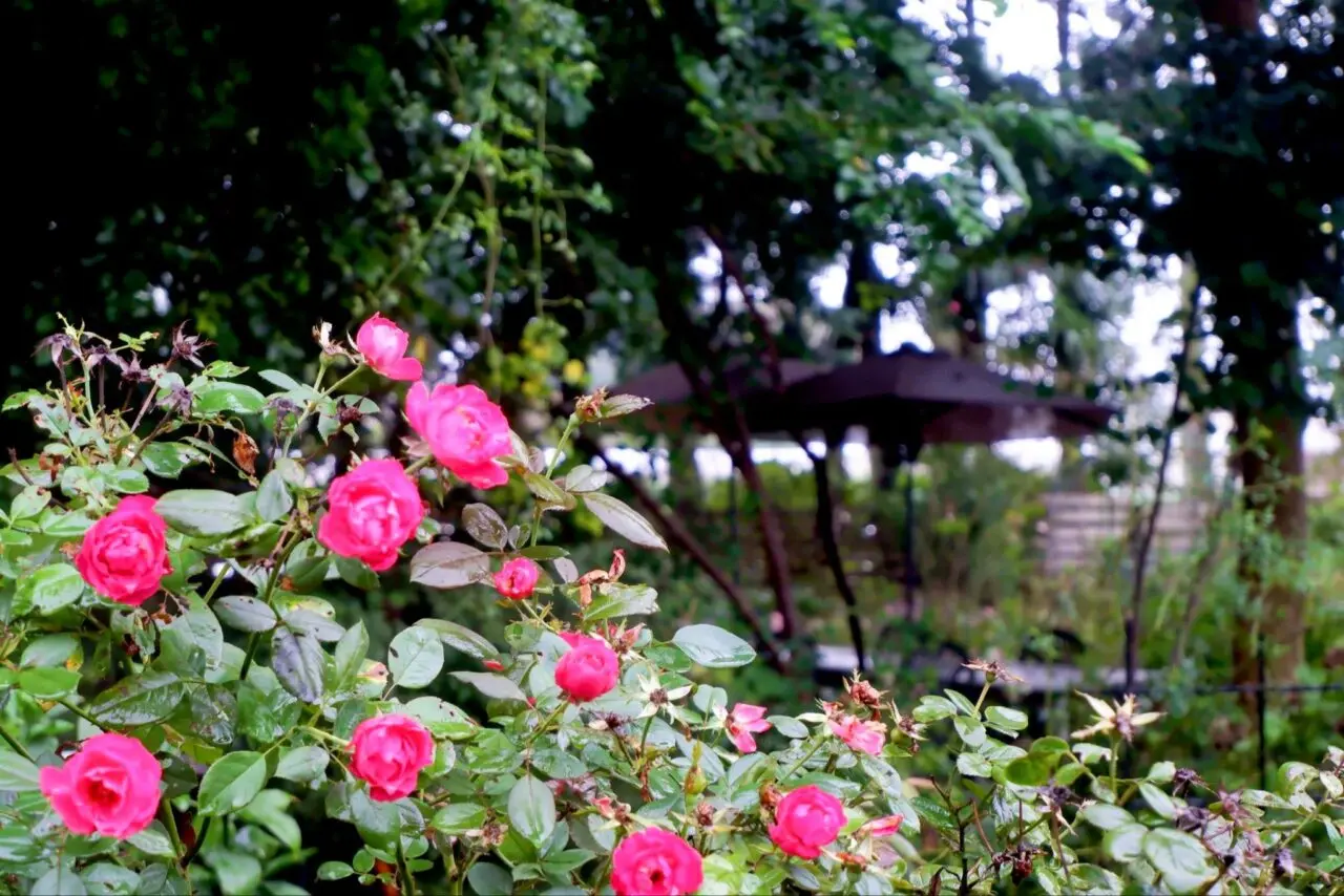 L. Rose Garden