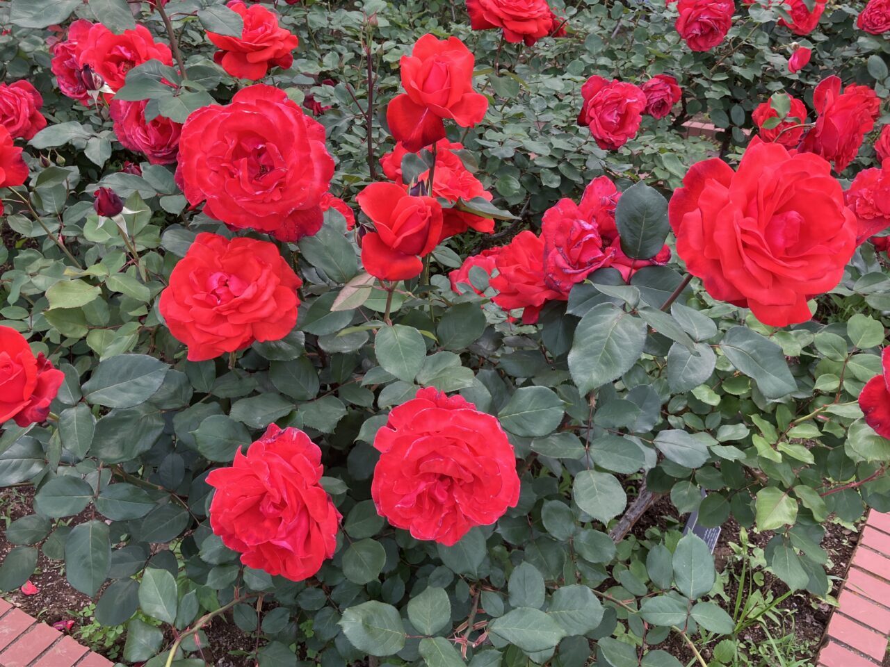 智光山公園のバラ