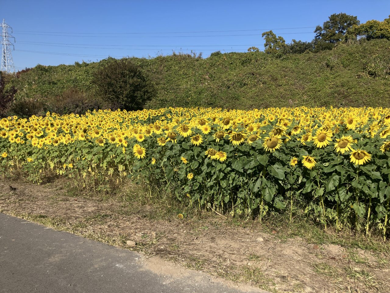 狭山市上奥富の秋ひまわり