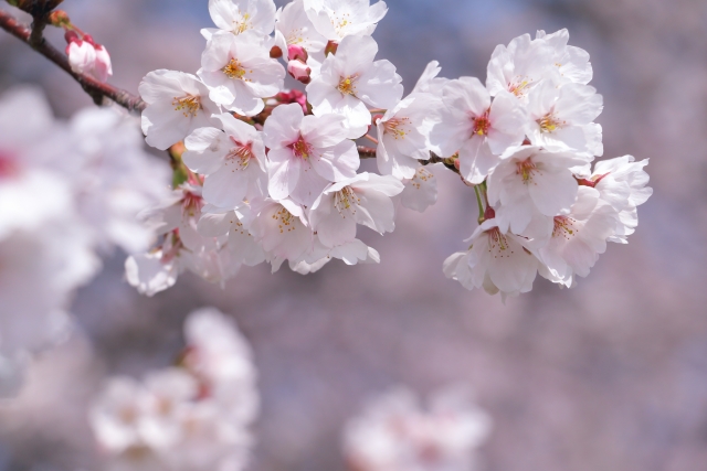 桜まつり