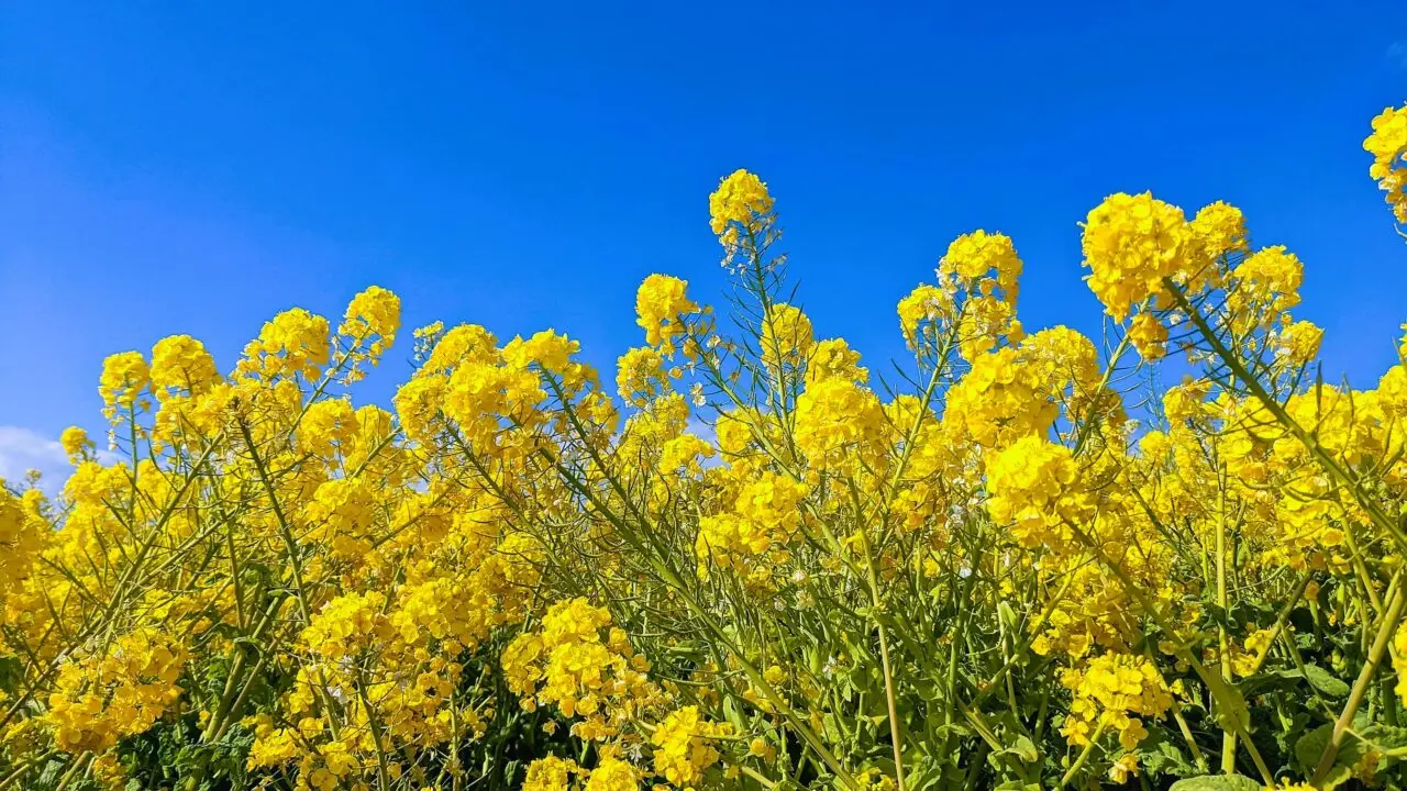 菜の花