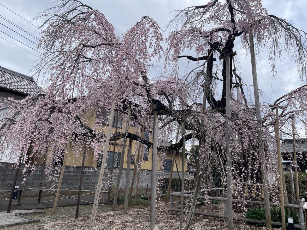 地蔵院しだれ桜