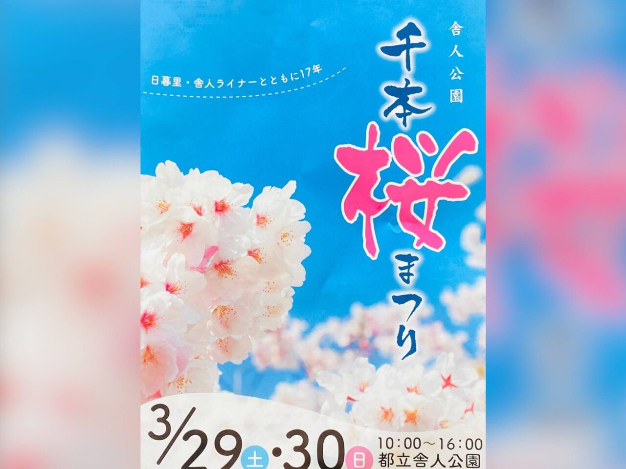 舎人公園千本桜まつり２０２５