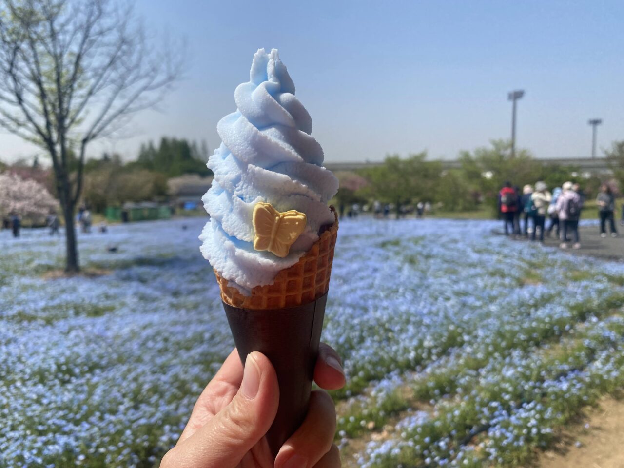 舎人公園ネモフィラソフトクリーム2025