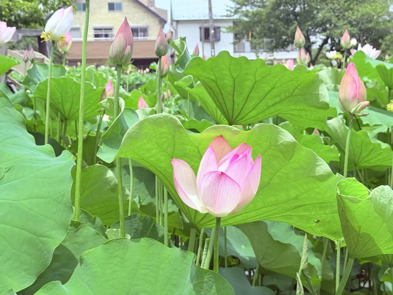 堀之内公園　大賀ハス　２０２５