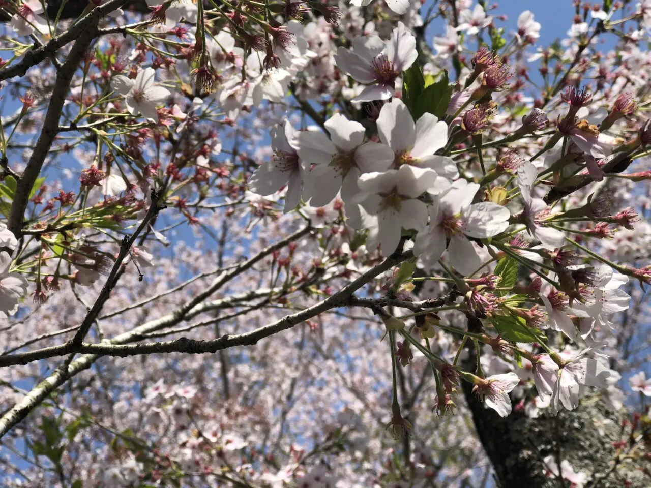 桜