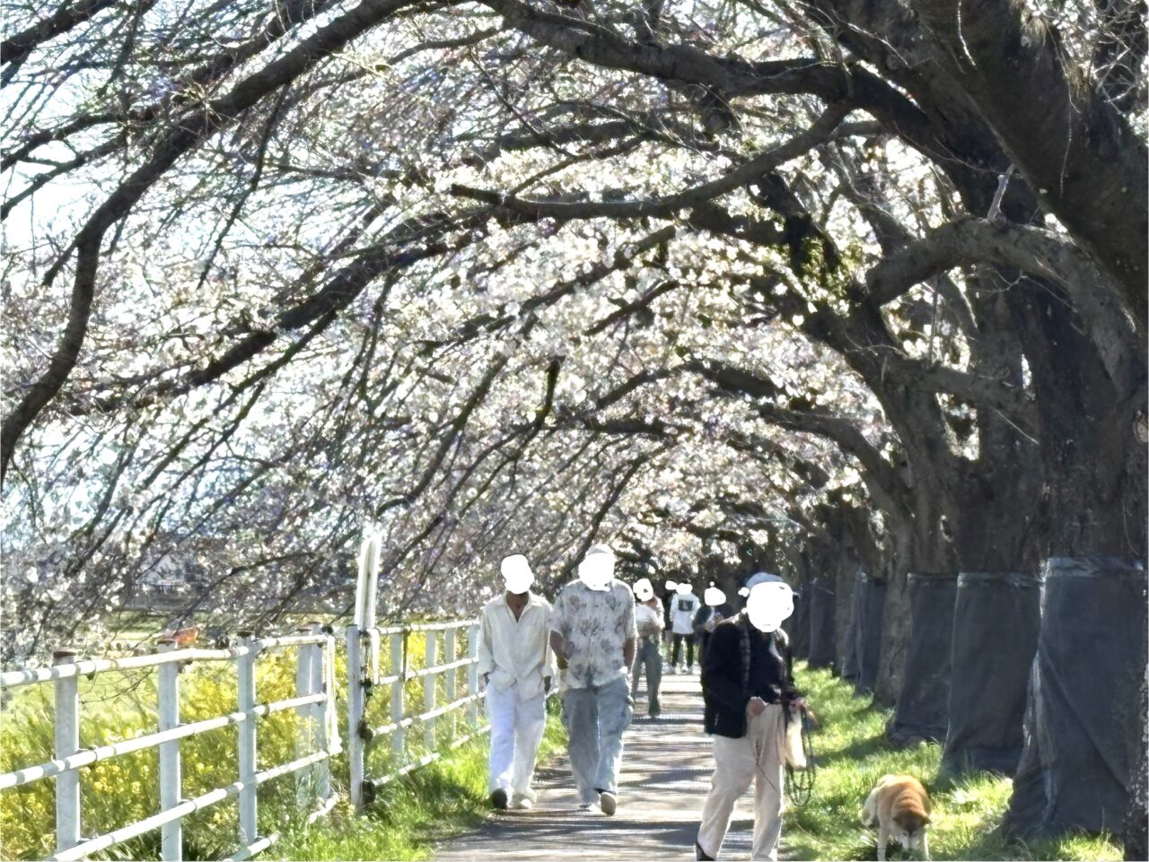 2025年4月4日佐野市の桜